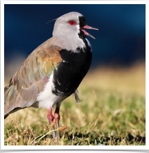 Southern Lapwing - Singing Southern Lapwing - Singing
